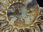 Cut Ammonite Fossil (Half) - Beautifully Agatized #58283-1